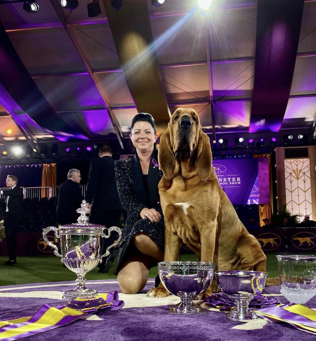 An Armchair View of Westminster, the World Show and More 